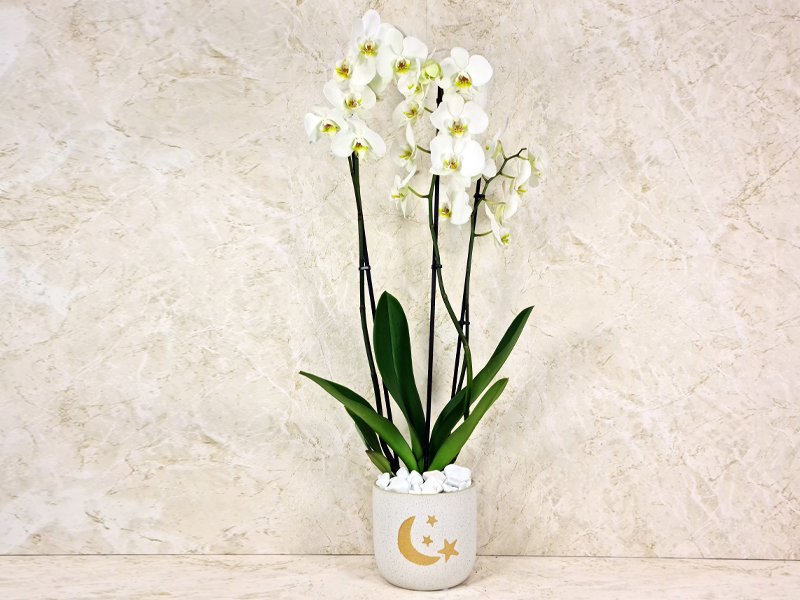 عيد مبارك 39
