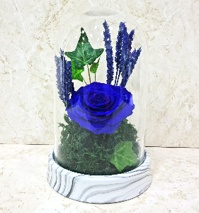 زهرة زرقاء طويلة الأمد