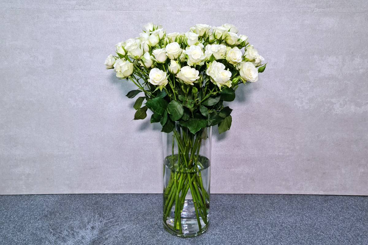 الجمال الأبيض 2000